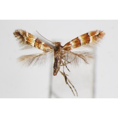 /filer/webapps/moths_gc/media/images/Z/zelkovae_Phyllonorycter_A_ZSM.jpg