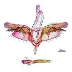 /filer/webapps/moths_gc/media/images/X/xerocarpa_Epicephala_PTM_GM_ANIC.jpg
