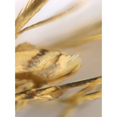 /filer/webapps/moths_gc/media/images/C/crotonella_Diphtheroptila_PT2_abdomen_ANIC.jpg