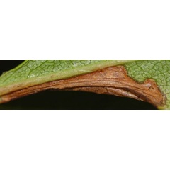 /filer/webapps/moths_gc/media/images/P/porphyretica_Caloptilia_mine2_Eiseman_2025_1841.jpg
