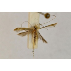 /filer/webapps/moths_gc/media/images/F/fera_Caloptilia_A_BMNH(E)-1324990.jpg