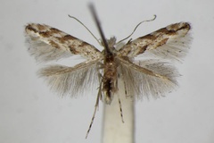 Phyllonorycter cerrutiella