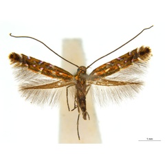 /filer/webapps/moths_gc/media/images/E/eumetalla_Polysoma_AF_A161_ANIC.jpg