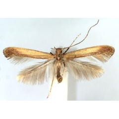 /filer/webapps/moths_gc/media/images/F/flava_Caloptilia_A_WJDP.jpg