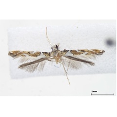 /filer/webapps/moths_gc/media/images/Q/querci_Caloptlia_A_Lee-et-jeun_2022.jpg