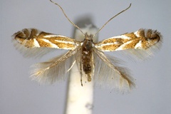 Phyllonorycter carpinicolella