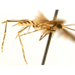 /filer/webapps/moths_gc/media/images/C/cairna_Diphtheroptila_PT_legs_NULT023277_ANIC.jpg