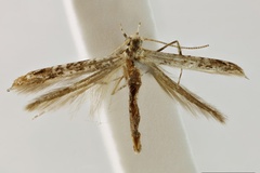 Acrocercops achnodes