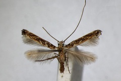 Stomphastis labyrinthica