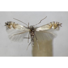 /filer/webapps/moths_gc/media/images/L/labyrinthella_Phyllocnistis_A_ZSM.jpg