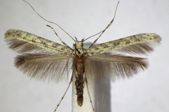 Povolnya leucapennella