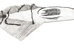 Phyllocnistis magalismontani