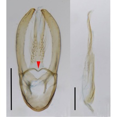 /filer/webapps/moths_gc/media/images/C/canta_Phyllocnistis_GM_Cerdena-etal_2022_200.jpg