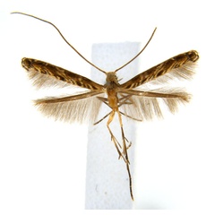 /filer/webapps/moths_gc/media/images/V/virosae_Diphtheroptila_PT15_ANIC.jpg