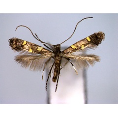 /filer/webapps/moths_gc/media/images/T/trimaculata_Caloptilia_PT_EIHU.jpg