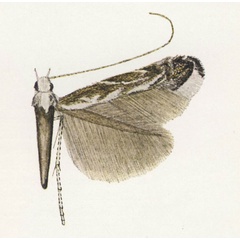/filer/webapps/moths_gc/media/images/T/tanysphena_Polysoma_Vari_1961_Pl-11-4.jpg