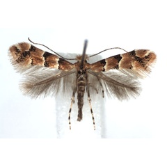 /filer/webapps/moths_gc/media/images/T/trifasciella_Phyllonorycter_A_WJDP.jpg