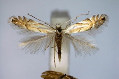 Phyllonorycter tenerella