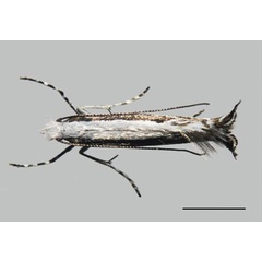 /filer/webapps/moths_gc/media/images/B/baranchikovi_Micrurapteryx_A_Kirichenko-et-al_2021_140.jpg