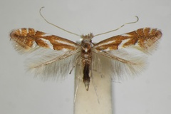 Phyllonorycter cerasicolella