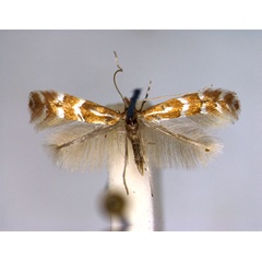 /filer/webapps/moths_gc/media/images/F/fraxinella_Phyllonorycter_A_EIHU.jpg