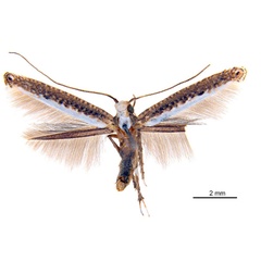 /filer/webapps/moths_gc/media/images/D/dialeuca_Toowoomba_PLTF_De-Prins-etal_2025_266.jpg