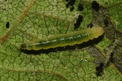 Caloptilia cataractias