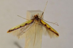 Caloptilia staintoni