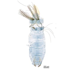 /filer/webapps/moths_gc/media/images/D/desmodiella_Liocrobyla_GM1_abdomen_ANIC.jpg
