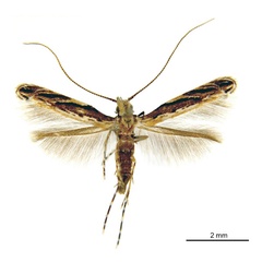 /filer/webapps/moths_gc/media/images/P/pinnatae_Liocrobyla_HT_ANIC.jpg