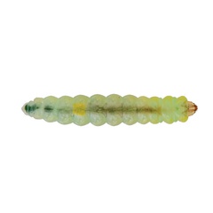 /filer/webapps/moths_gc/media/images/R/robiniella_Parectopa_larva_Schacht-etal_2026_81.jpg