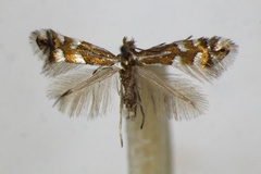 Phyllonorycter quinqueguttella