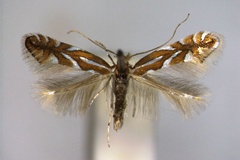 Phyllonorycter anceps