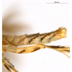 /filer/webapps/moths_gc/media/images/C/crotonella_Diphtheroptila_PT9_abdomen_ANIC.jpg