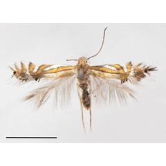 /filer/webapps/moths_gc/media/images/C/canta_Phyllocnistis_HT_Cerdenan-etal_2022_199.jpg