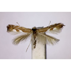 /filer/webapps/moths_gc/media/images/C/caudiferella_Phyllonorycter_A_BMNH.jpg