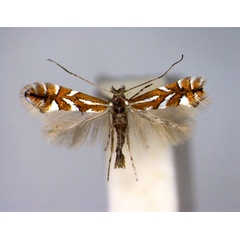 /filer/webapps/moths_gc/media/images/H/hostis_Phyllonorycter_PT_2_EIHU.jpg