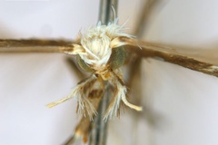 Diphtheroptila breynella