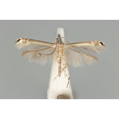 /filer/webapps/moths_gc/media/images/C/chalcea_Acrocercops_HT_ANIC31-036695_dorsal.jpg