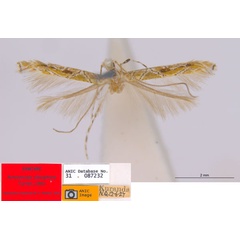 /filer/webapps/moths_gc/media/images/C/clisiophora_Acrocercops_ST3_ANIC.jpg
