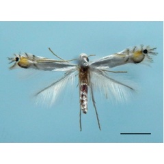 /filer/webapps/moths_gc/media/images/I/indistincta_Phyllocnistis_HT_OPU.jpg