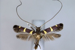 Caloptilia scaeodesma