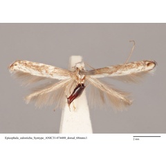 /filer/webapps/moths_gc/media/images/Z/zalosticha_Epicephala_PLT_ANIC31-074488_dorsal.jpg