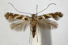 Dialectica hedemanni