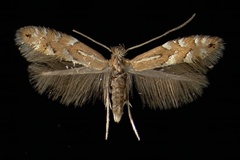 Phyllonorycter medicaginella