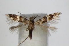 Phyllonorycter agilella