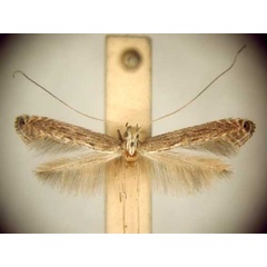 /filer/webapps/moths_gc/media/images/E/eumeces_Pleiomorpha_PT_TMSA6091.jpg