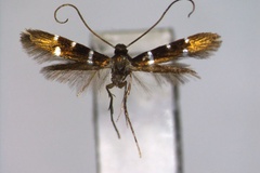 Dekeidoryxis asynacta