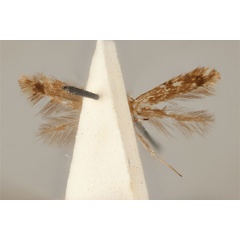 /filer/webapps/moths_gc/media/images/E/enchalcoa_Phyllonorycter_ST_ANIC31-075608_ventral.jpg