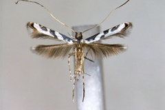 Borboryctis barringtoniella